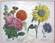 Illustration of the Autumn Flowers page from The Instructive Picture Book - click to see a larger illustration